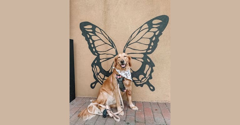 Marley, a Golden Retriever tested with EmbarkVet.com