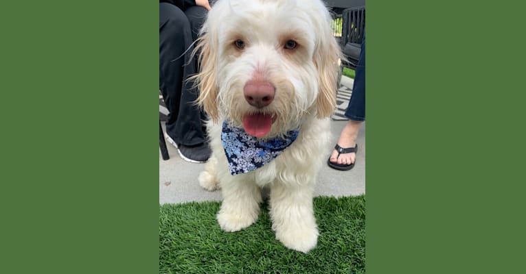 Toby-Joe, a Cocker Spaniel and Bichon Frise mix tested with EmbarkVet.com