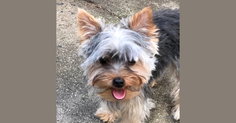 Archie, a Yorkshire Terrier tested with EmbarkVet.com