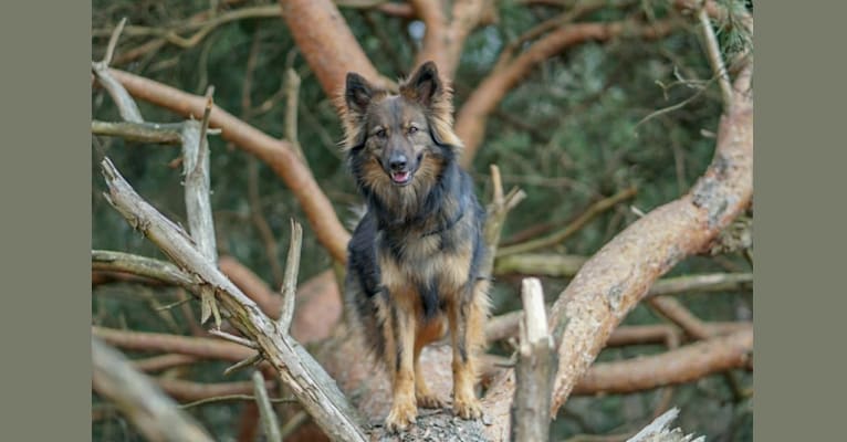 Bente, a German Shepherd Dog (9.0% unresolved) tested with EmbarkVet.com