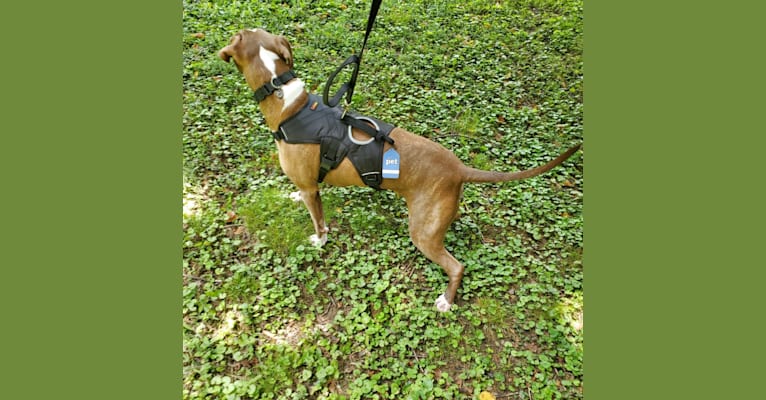 Armani, a Staffordshire Terrier and Boxer mix tested with EmbarkVet.com