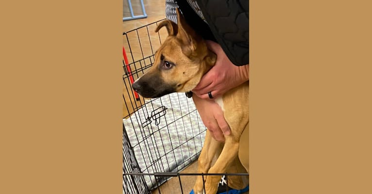 Bruin, an American Pit Bull Terrier and Border Collie mix tested with EmbarkVet.com