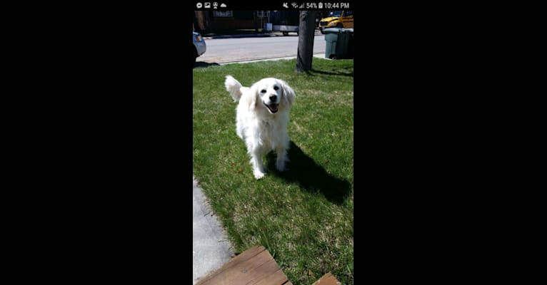 Peaty, an American Eskimo Dog and Cocker Spaniel mix tested with EmbarkVet.com