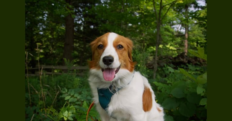 Tilly, a Nederlandse Kooikerhondje tested with EmbarkVet.com