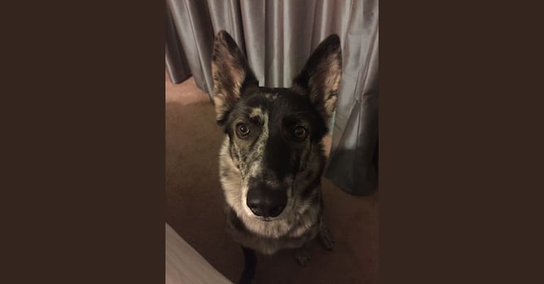 Photo of Roscoe, a German Shepherd Dog, Siberian Husky, Border Collie, and Australian Cattle Dog mix in Greenville, Texas, USA