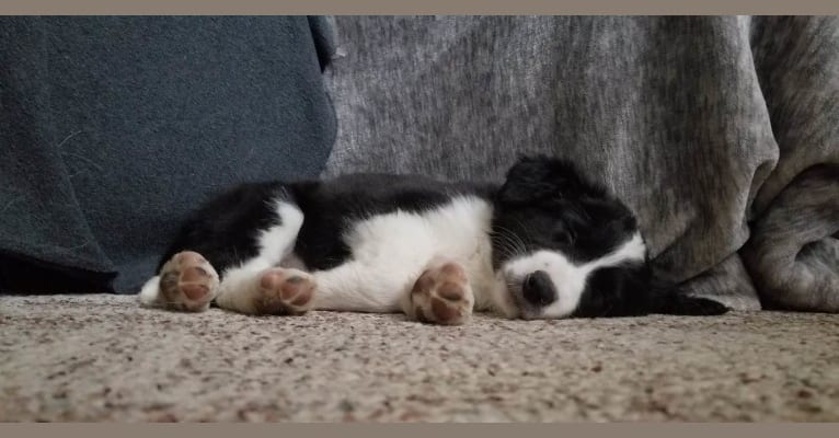 Willow, an Australian Shepherd and Border Collie mix tested with EmbarkVet.com