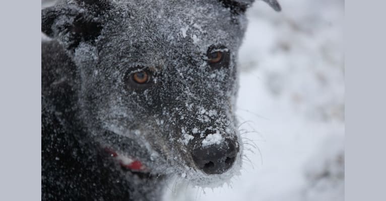Ellie, a Siberian Husky and Labrador Retriever mix tested with EmbarkVet.com