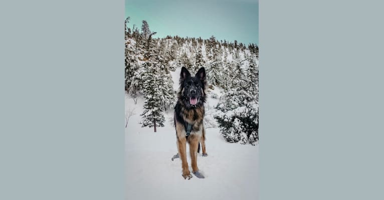 Nova, a German Shepherd Dog tested with EmbarkVet.com