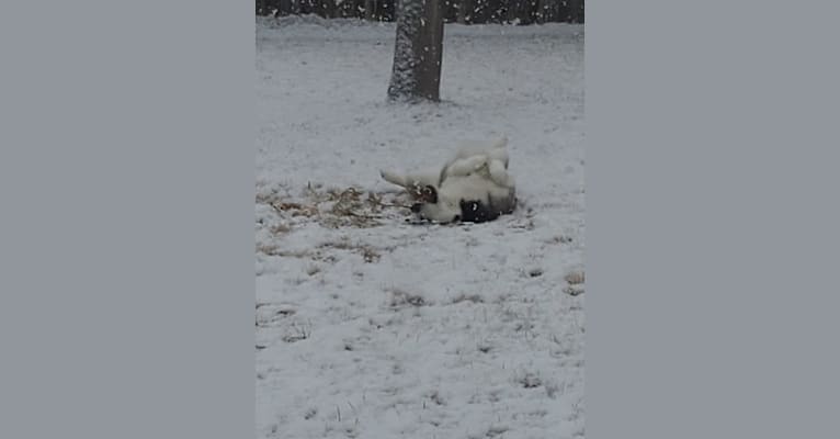 Kira, a Siberian Husky tested with EmbarkVet.com