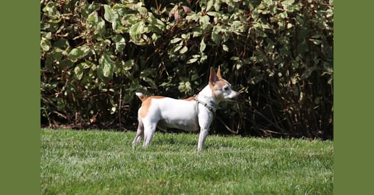 Billy, a Toy Fox Terrier tested with EmbarkVet.com