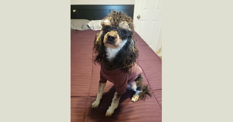 Photo of Shamrock's Monty, a Poodle (Small)  in 1517 Hidden Valley Road, Elgin, SC, USA