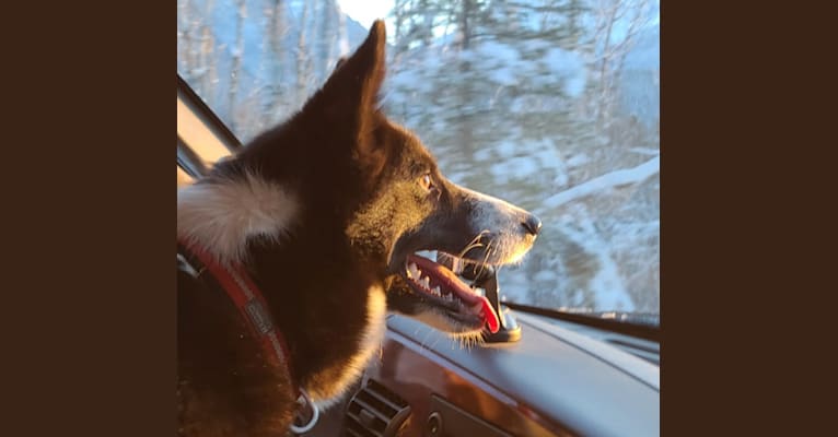 Sisu, a Karelian Bear Dog tested with EmbarkVet.com