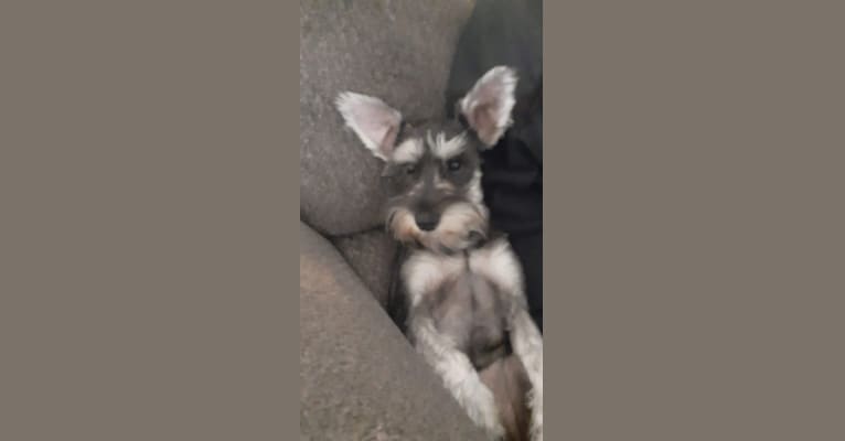 Loki, a Miniature Schnauzer tested with EmbarkVet.com