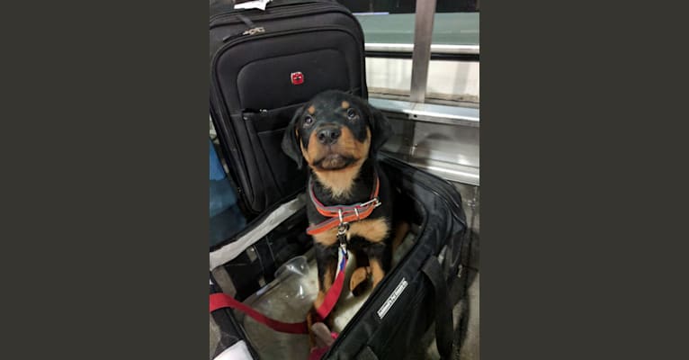 Hugo, a Rottweiler tested with EmbarkVet.com