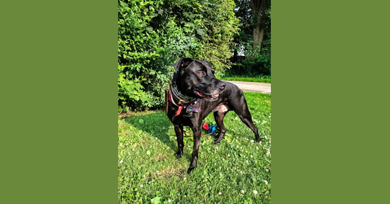 Cole, an American Pit Bull Terrier and Boxer mix tested with EmbarkVet.com