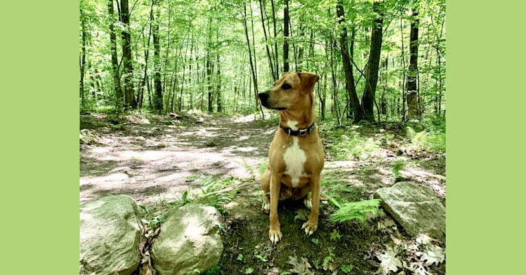 Scarlet, a Staffordshire Terrier and Australian Shepherd mix tested with EmbarkVet.com