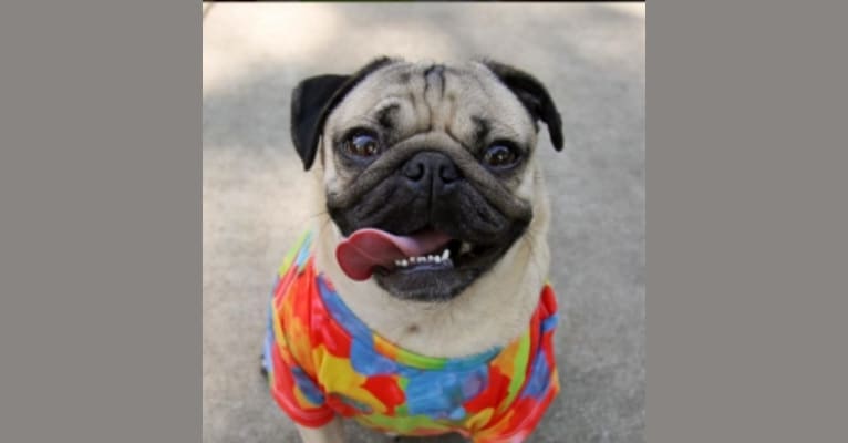 Doug The Pug, a Pug tested with EmbarkVet.com