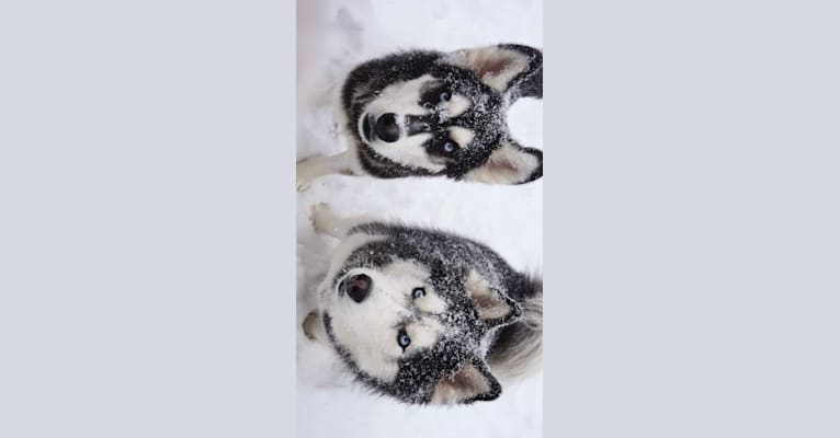 Adok, a Siberian Husky tested with EmbarkVet.com