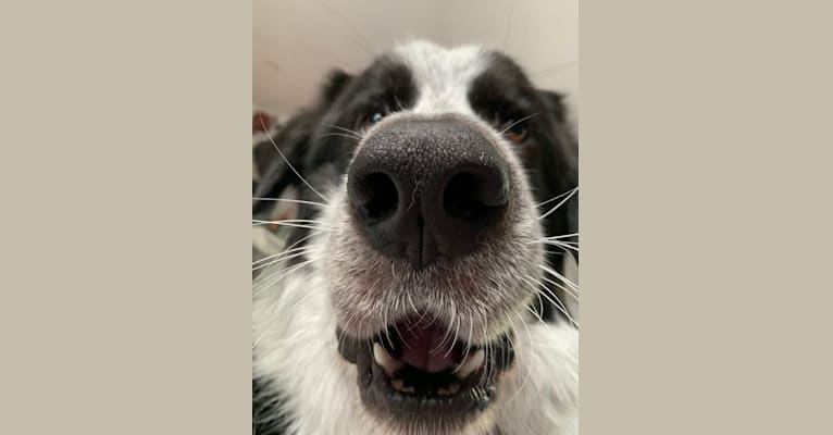 Frankie Ocean, a Great Pyrenees and Maremma Sheepdog mix tested with EmbarkVet.com