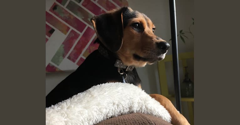 Daisy, a Beagle and Labrador Retriever mix tested with EmbarkVet.com