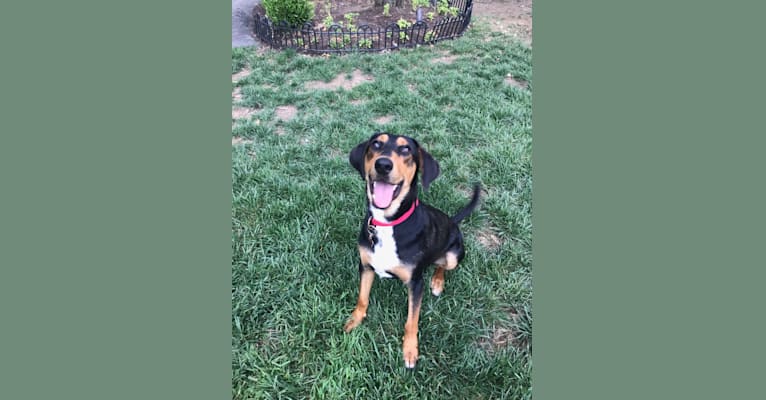 Black and tan coonhound shepherd mix online