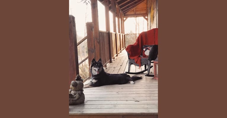 Dixie June Carter, an Australian Cattle Dog and Siberian Husky mix tested with EmbarkVet.com