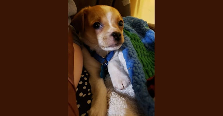 Photo of Chuck, a Chihuahua, Russell-type Terrier, and Mixed mix in Clio MI USA
