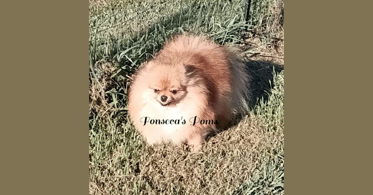 Photo of Hope, a Pomeranian  in Magnolia, KY, USA