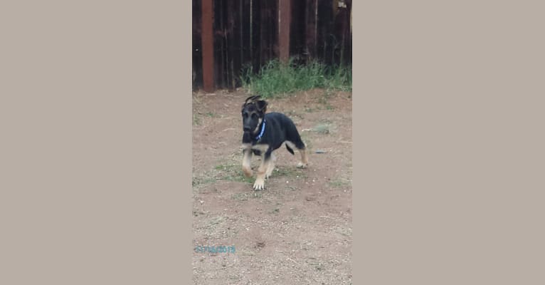 STRYKER, a German Shepherd Dog tested with EmbarkVet.com
