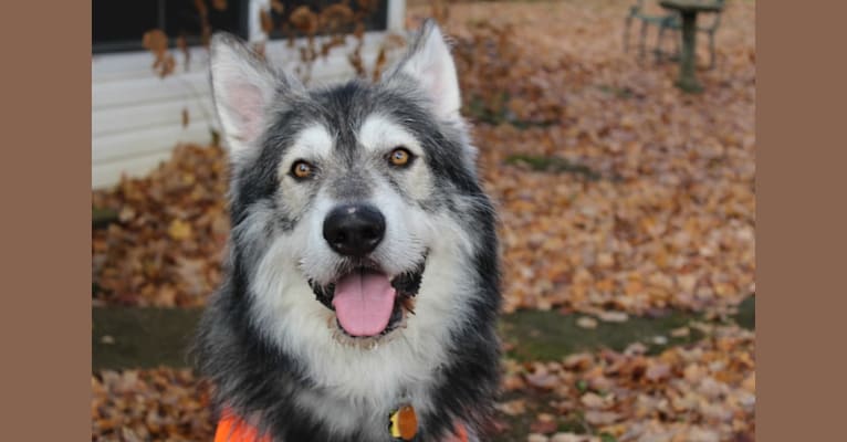 Ragnar, a German Shepherd Dog and Alaskan Malamute mix tested with EmbarkVet.com