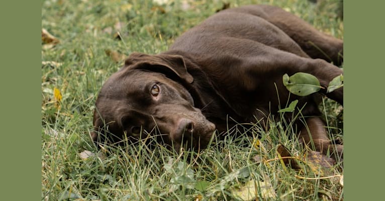 Photo of TILDEN'S THEIA, a Labrador Retriever, German Shorthaired Pointer, and Pointer mix in Puposky, Minnesota, USA