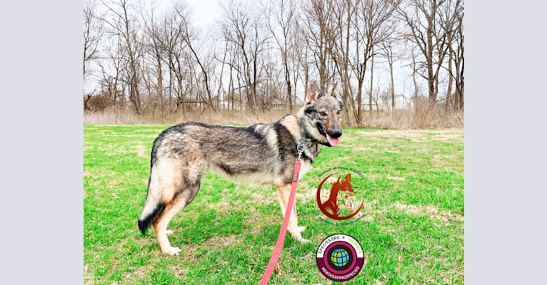 The Wizard’s Megumi Satori, a Czechoslovakian Vlcak tested with EmbarkVet.com