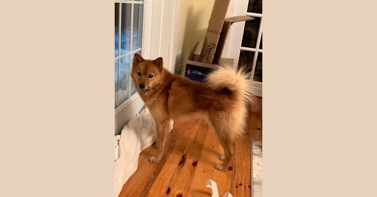 Photo of Pikkinnoka’s Spice of Life (Curry), a Finnish Spitz  in British Columbia, Canada