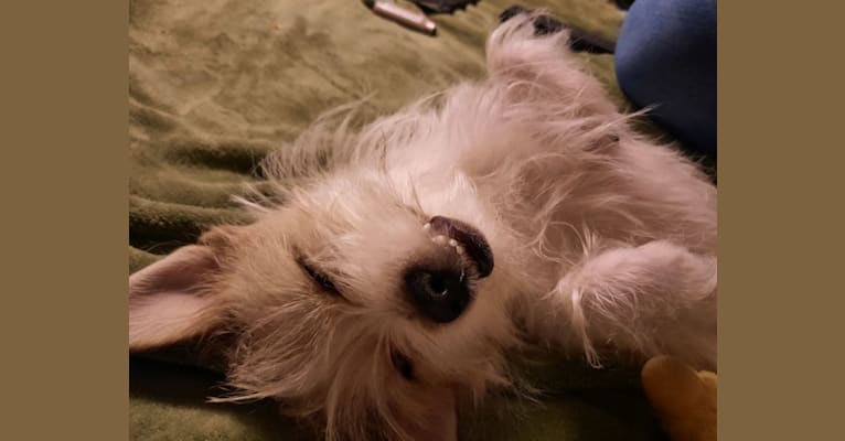 Tucker, a Chihuahua and Maltese mix tested with EmbarkVet.com
