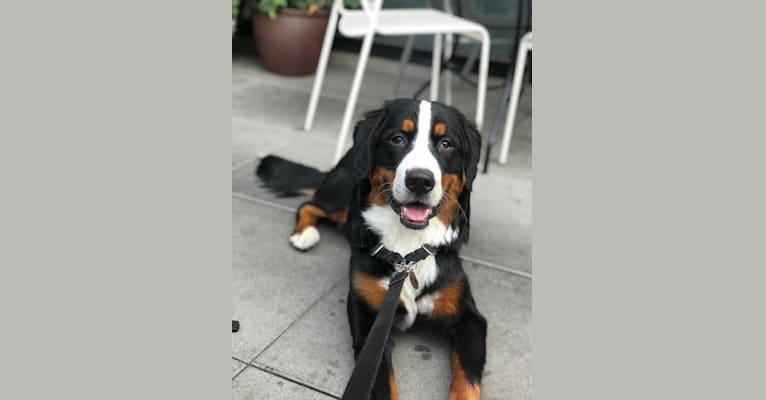 Teddy, a Bernese Mountain Dog tested with EmbarkVet.com