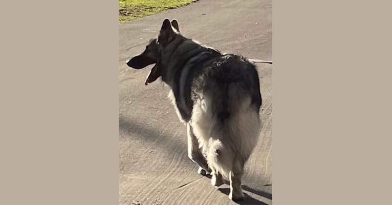 Jake Silver (“Jakey”), a Shiloh Shepherd tested with EmbarkVet.com