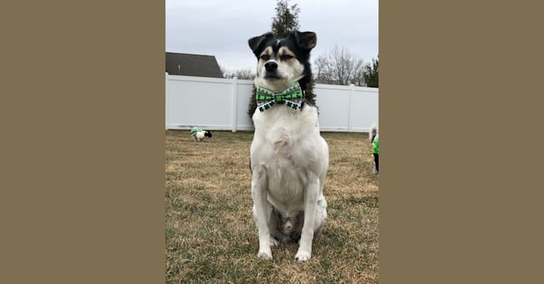 Daxter, a Chihuahua and American Eskimo Dog mix tested with EmbarkVet.com