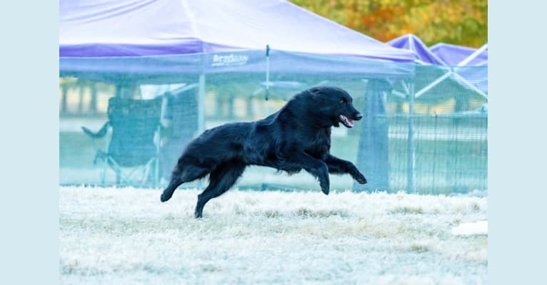 Roux, a Belgian Shepherd tested with EmbarkVet.com