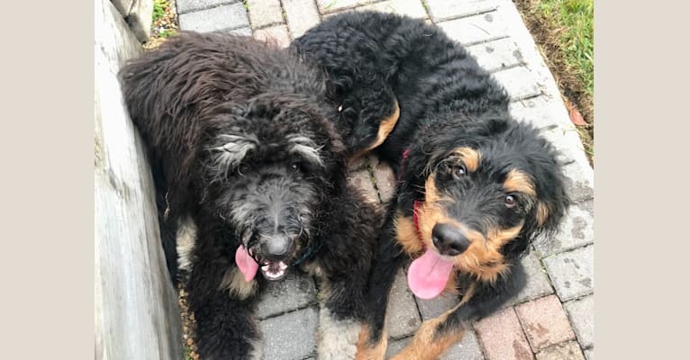 Trotsky, a Bernedoodle tested with EmbarkVet.com