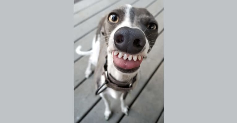 Bonedaddy Bowie, an Italian Greyhound tested with EmbarkVet.com