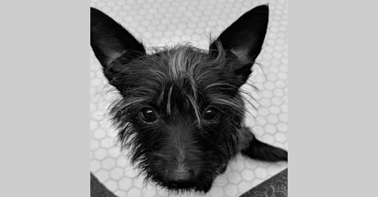 Rat terrier hotsell poodle mix pictures