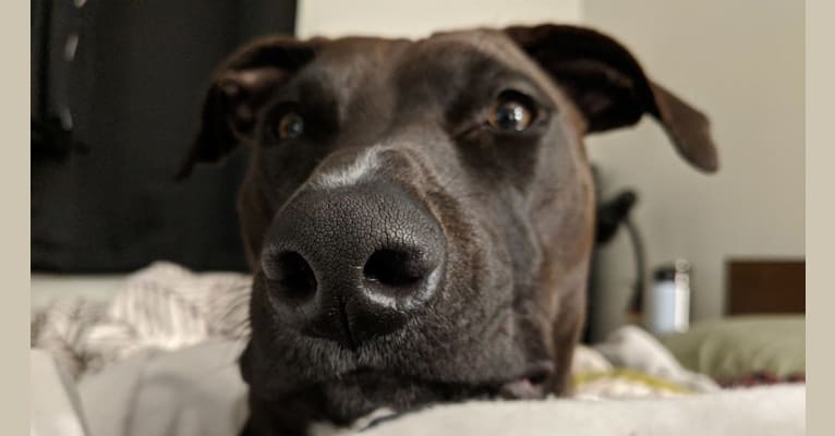 Zion, an American Pit Bull Terrier and Doberman Pinscher mix tested with EmbarkVet.com