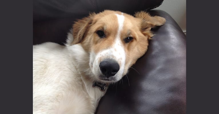 Yammo, a Great Pyrenees and Collie mix tested with EmbarkVet.com