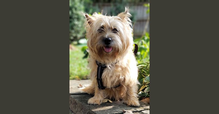 Macy Grace, a Cairn Terrier tested with EmbarkVet.com