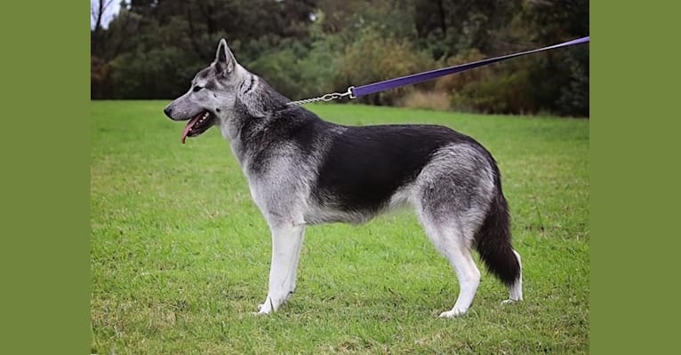 Cinder, a German Shepherd Dog and Siberian Husky mix tested with EmbarkVet.com