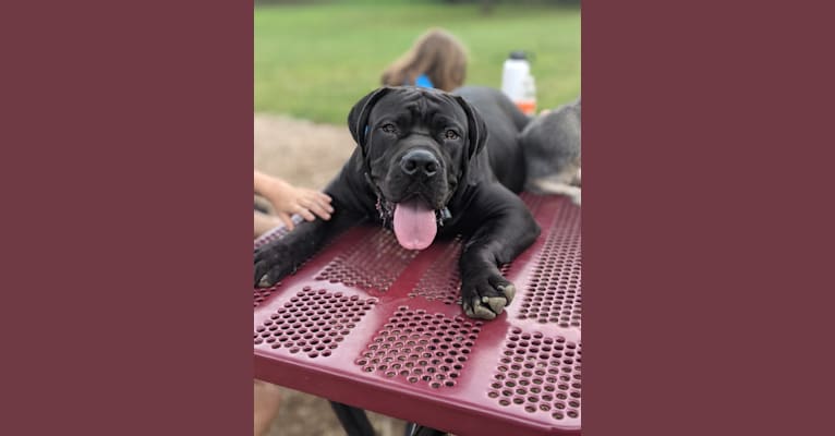 Jabali Boland, a Boerboel tested with EmbarkVet.com