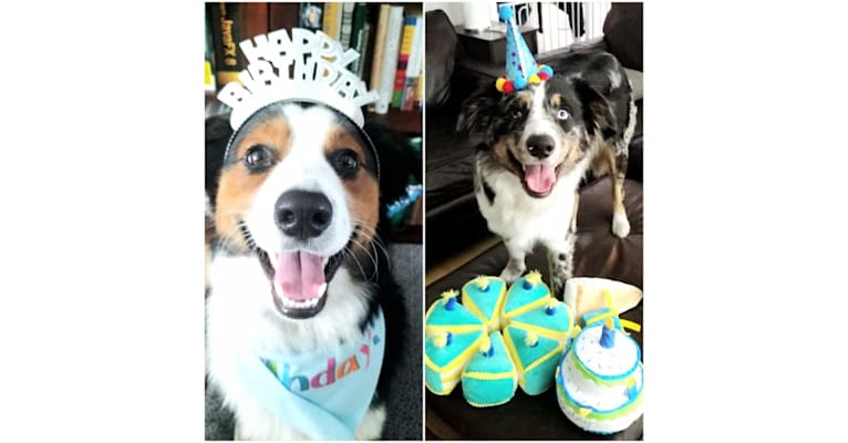 Strudel, an Australian Shepherd Group tested with EmbarkVet.com