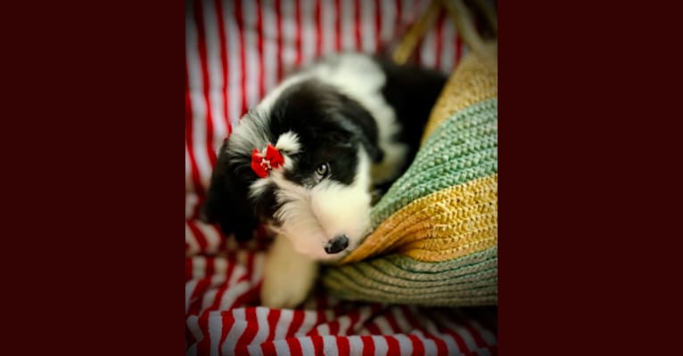 Betty, a Bearded Collie tested with EmbarkVet.com