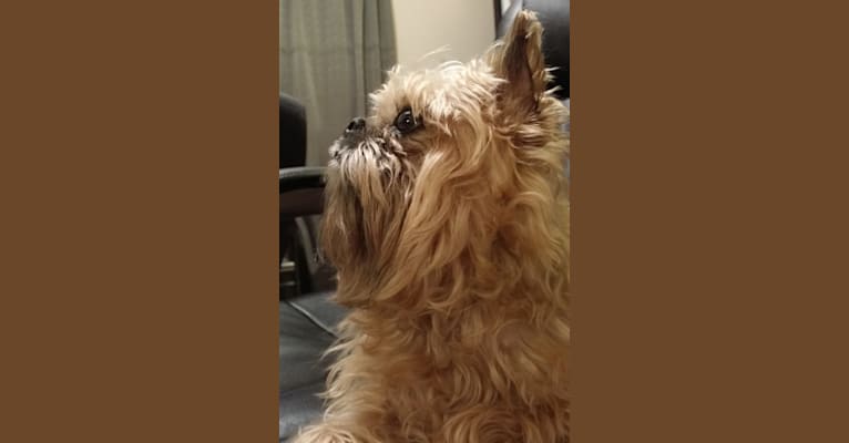 Groucho, a Brussels Griffon tested with EmbarkVet.com