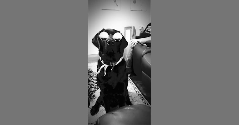 Cash, a Labrador Retriever tested with EmbarkVet.com